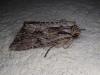 Apamea monoglypha